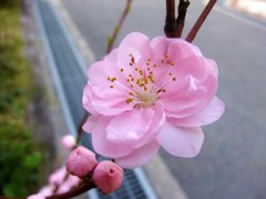 120405花壇 (3)