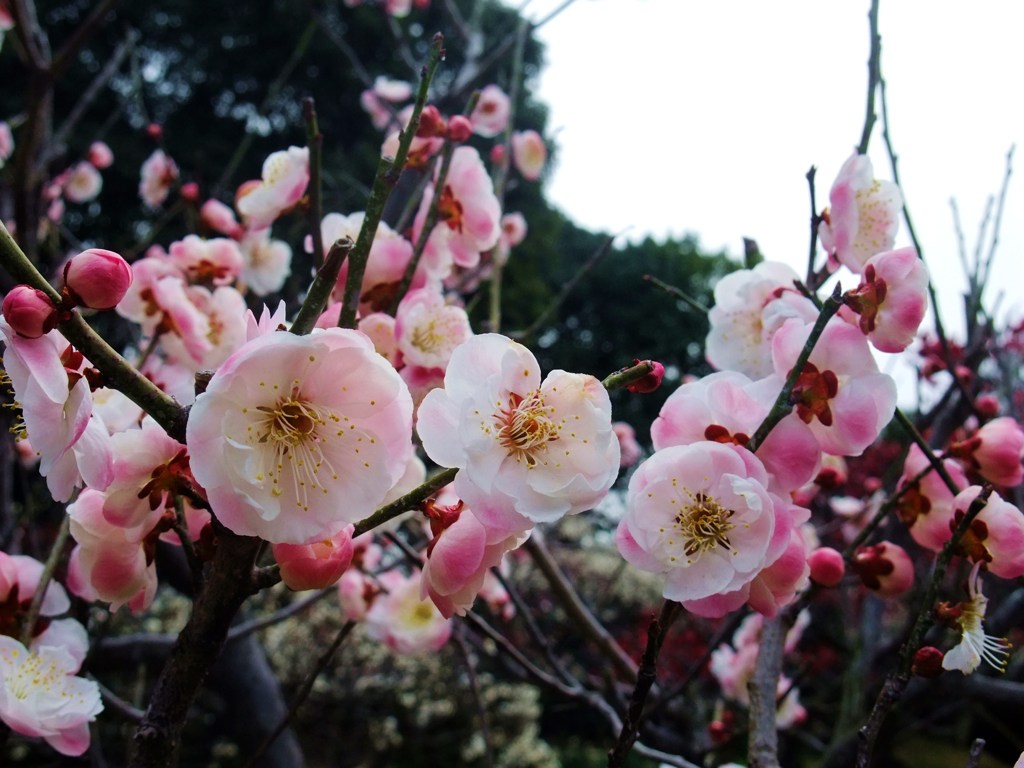 120316道明寺F (2)