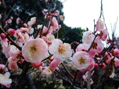 120316道明寺F (2)