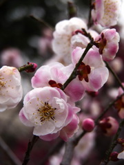 120316道明寺P (9)