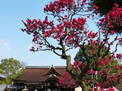 130302道明寺 (5)
