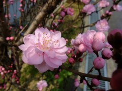 120405花壇