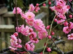 120316道明寺F (6)
