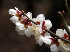 120316道明寺P (3)