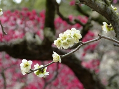 130302道明寺 (34)