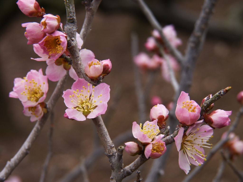 120316道明寺P (13)