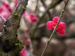 120316道明寺P (15)