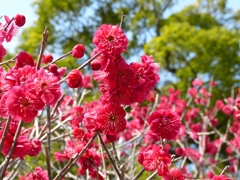 130302道明寺 (10)