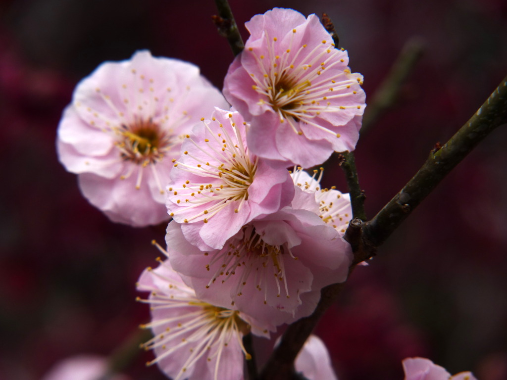 120316道明寺P (16)