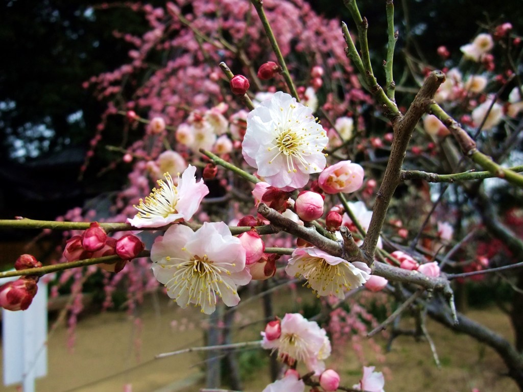 120316道明寺F