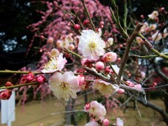 120316道明寺F