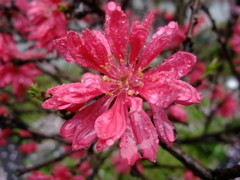 花散らしの雨
