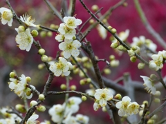 130302道明寺 (50)