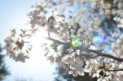 光と桜と