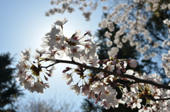 陰と桜と