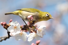 春の香り