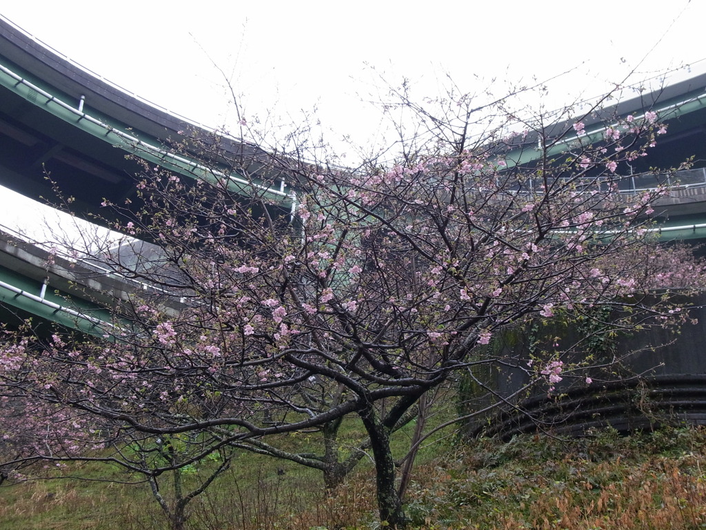 ☆河津桜☆