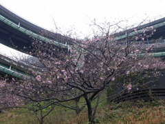 ☆河津桜☆