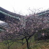 ☆河津桜☆