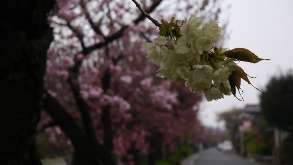 ☆鬱金桜☆