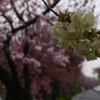 ☆鬱金桜☆