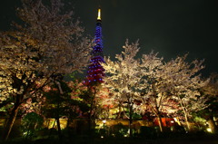 夜桜BLUE TOWER①