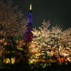 夜桜BLUE TOWER①
