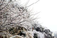 横須賀雪景色③