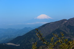 大山からの富士１