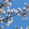 衣笠山公園の桜
