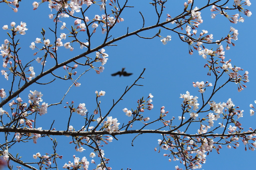 衣笠山公園の桜　3