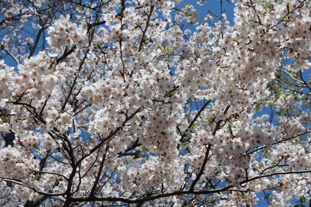 衣笠山公園の桜　2