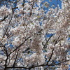 衣笠山公園の桜　2