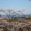衣笠山公園の桜　4