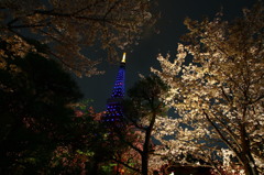 夜桜BLUE TOWER③