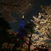 夜桜BLUE TOWER③