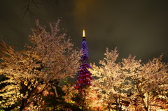 夜桜BLUE TOWER②
