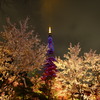 夜桜BLUE TOWER②
