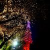 ひと時の共演