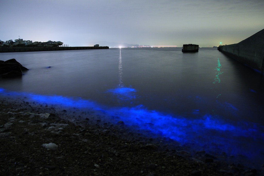 夜光虫の輝く海