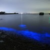 夜光虫の輝く海