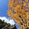 銀杏のある境内