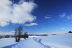 美瑛の雪原