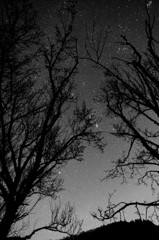 星のつぼみ