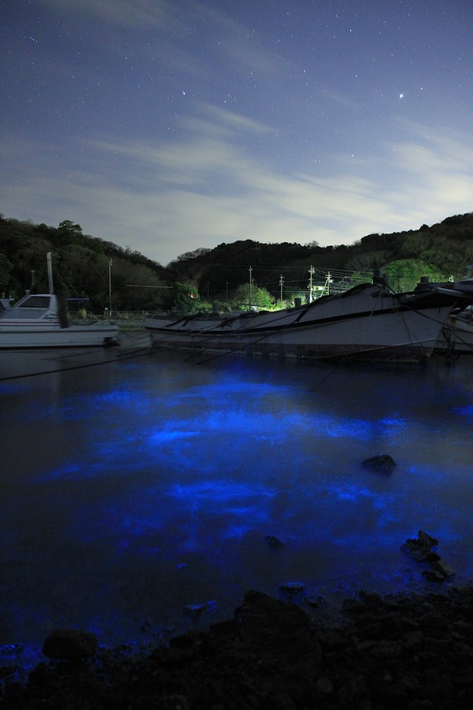 夜光虫の輝き