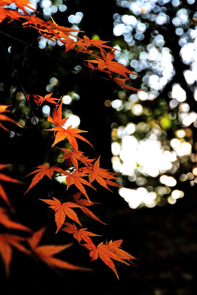 晩秋