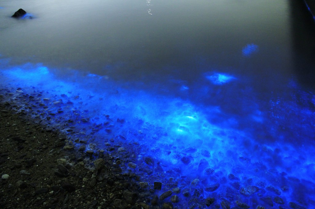 打ち寄せる夜光虫