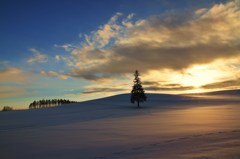 クリスマスツリーの木と雪原のサンセット