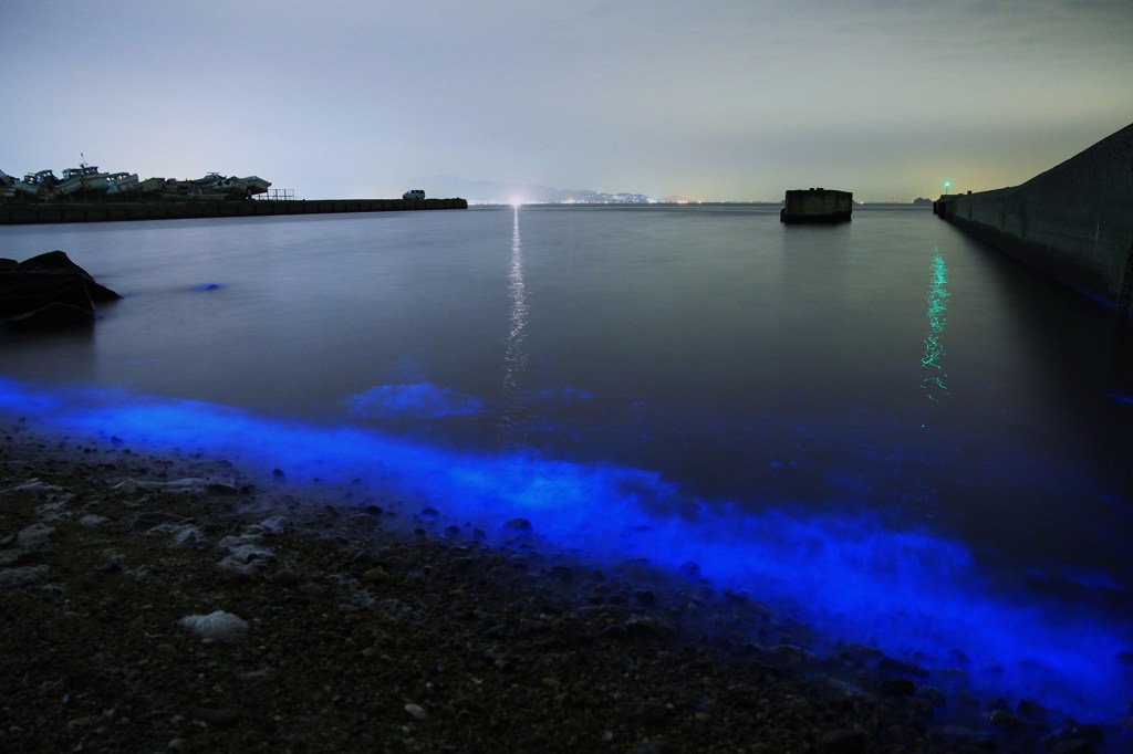 夜光虫の煌めき