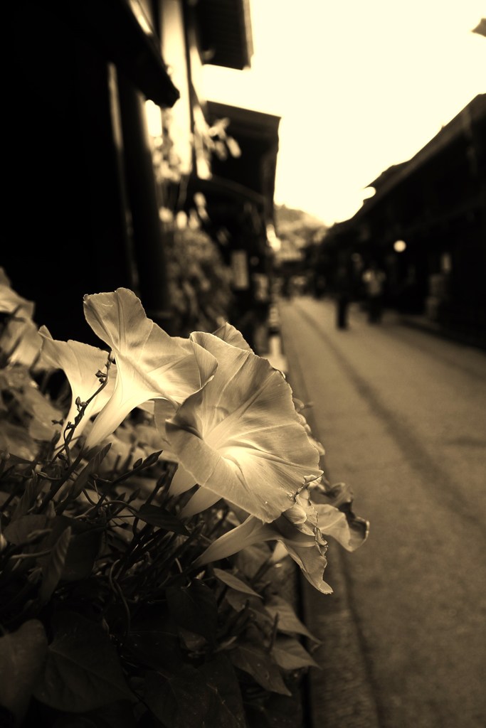 灯花